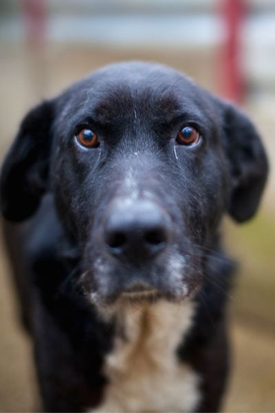 Kibito schaut neugierig in die Kamera