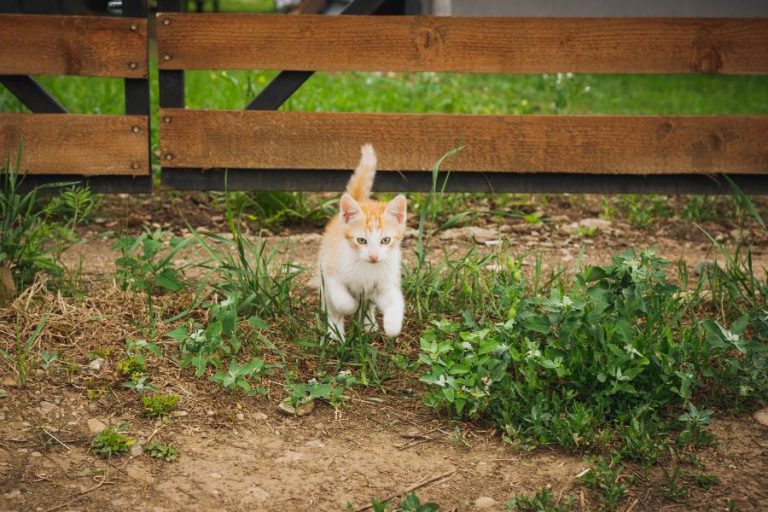 Eine weiß-braune, kleine Katze läuft durch einen Vorgarten