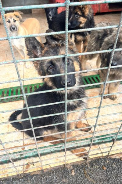 Ein Welpe schaut hoffnungsvoll durch das Gitter der Tötungsstation