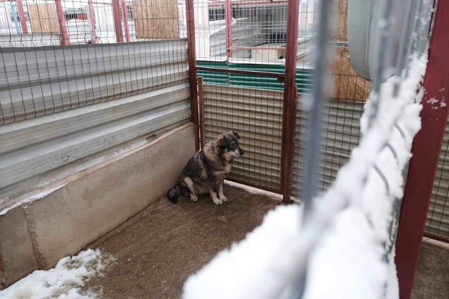 Hund-im-Zwinger-Winter-Schnee-Hunderettung-Europa