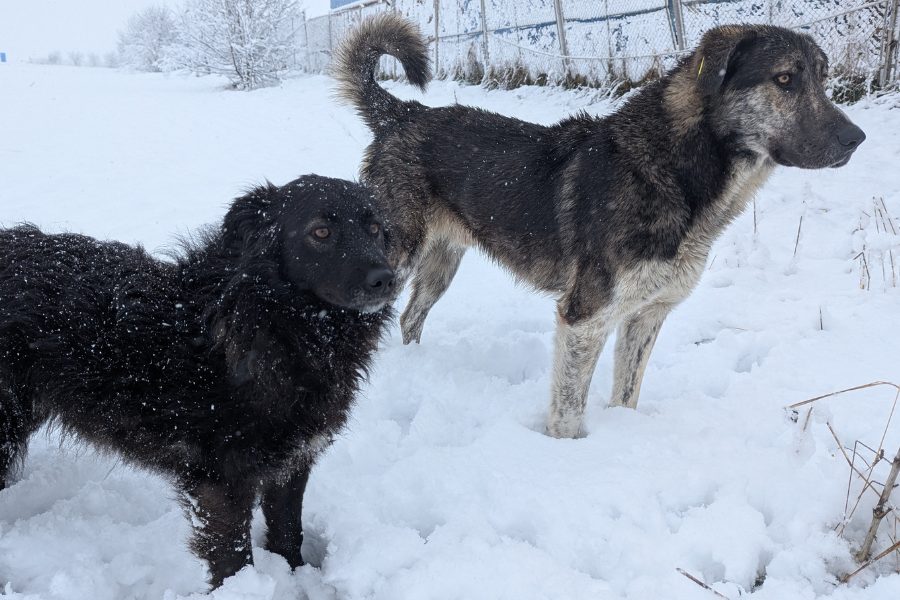 Ein kleiner schwarzer Hund und ein großer Brauner Hund stehen im Schnee und schauen in die Ferne