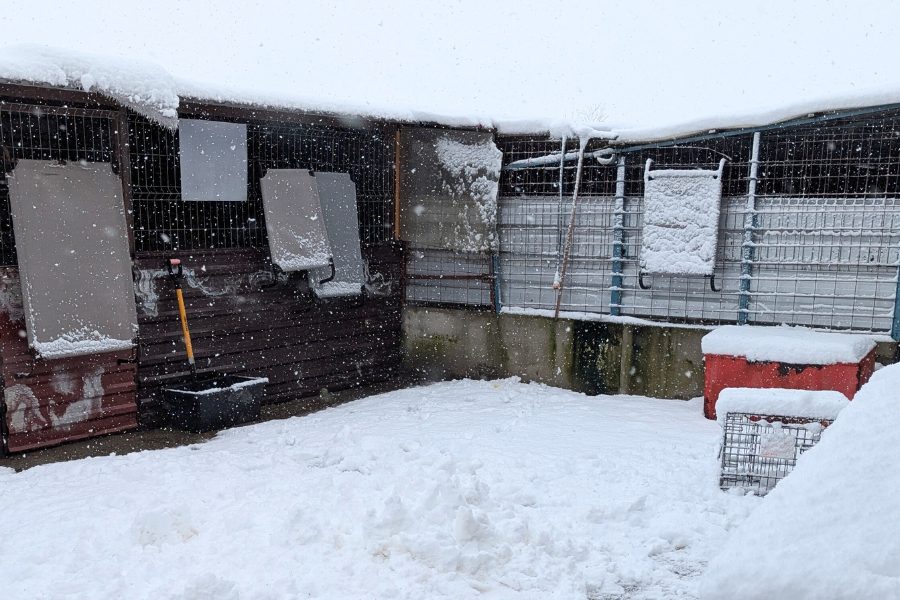 Tierheim-Rumänien-Winter-Schnee-Hunderettung-Europa