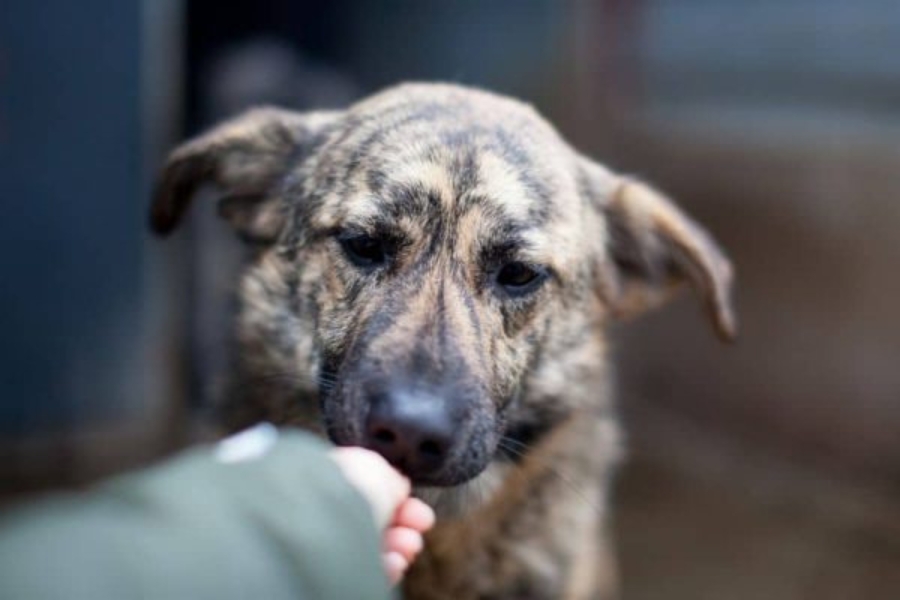 Riad nimmt vorsichtig ein Leckerli
