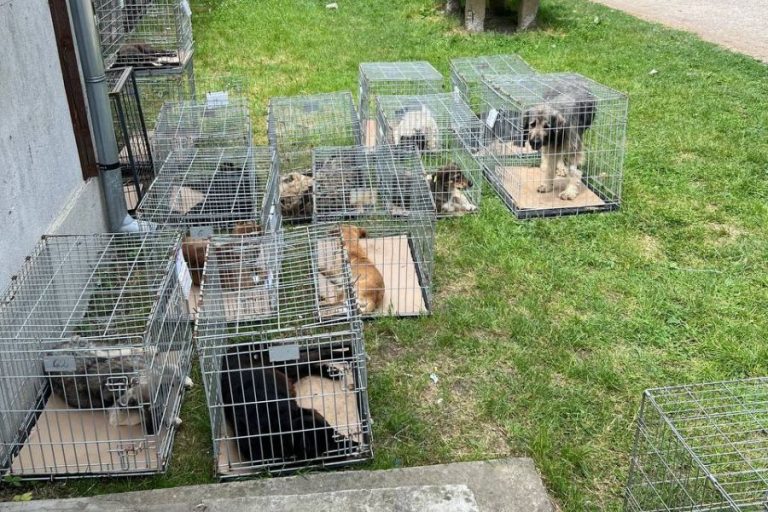 Käfige mit Tieren auf einem Rasen.