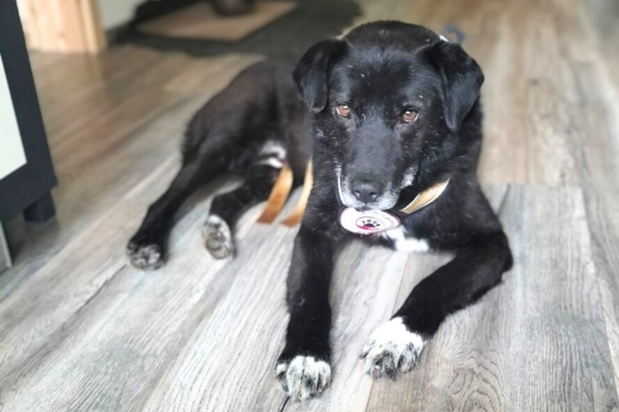 Ein schwarzer Hund mit weißen Pfoten liegt auf dem Boden in einem Haus oder einer Wohnung