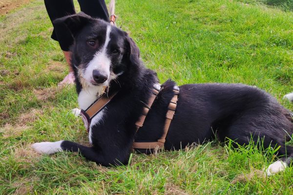 Balou liegt und schaut neugierig nach hinten.