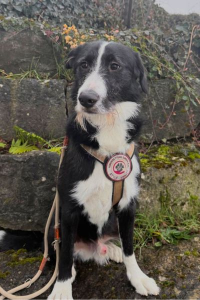 Balou sitzt und schaut unsicher zur Seite.