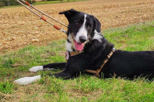 Balou liegt und schaut nach hinten.