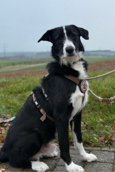 Balou sitzt beim Spaziergang und schaut in die Kamera.