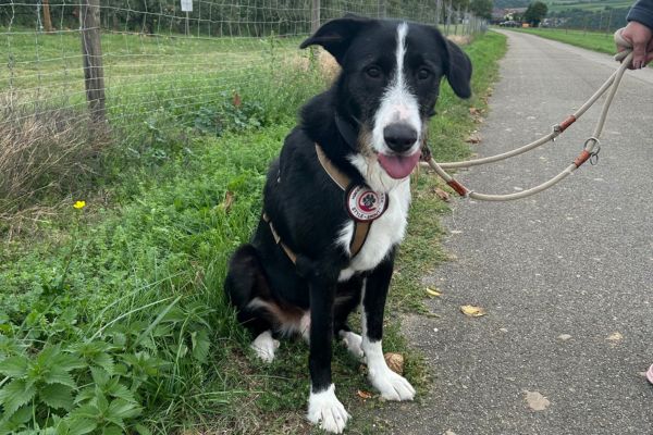Balou sitzt und ist an der Leine.