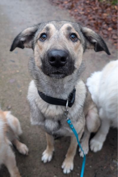 Hündin Lava schaut neugierig hoch in die Kamera.