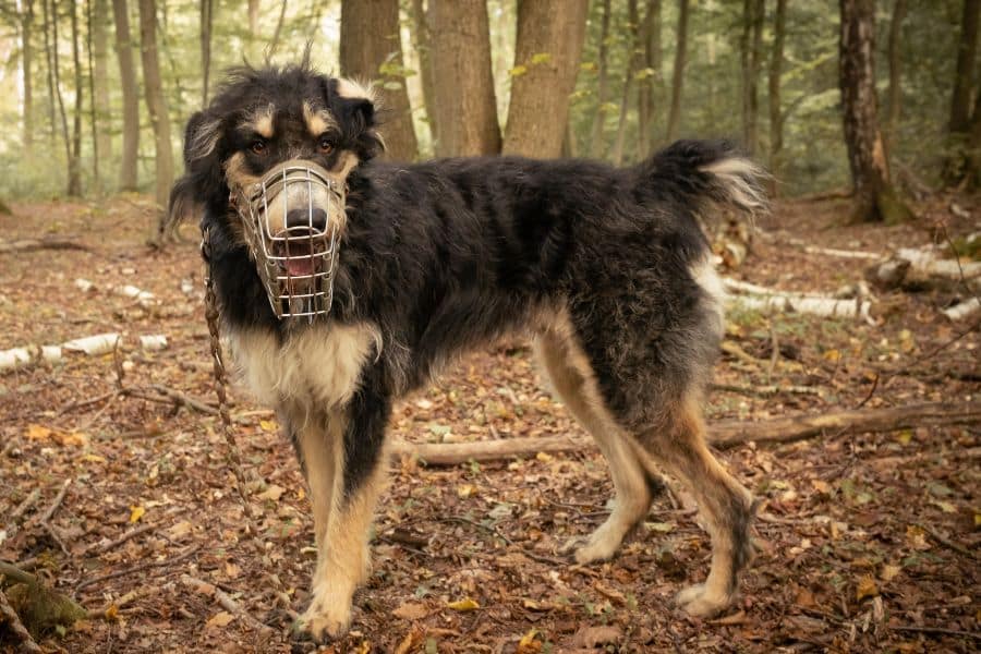 Nacho steht im Wald und trägt einen Maulkorb.