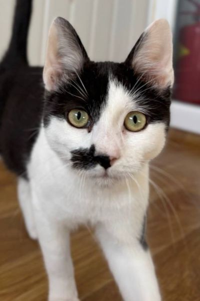 Schwarz-weiß gefleckter Kater schaut mit grün-gelben Augen in die Kamera