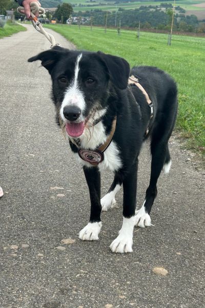 Balou steht beim Spaziergang und schaut in die Kamera.