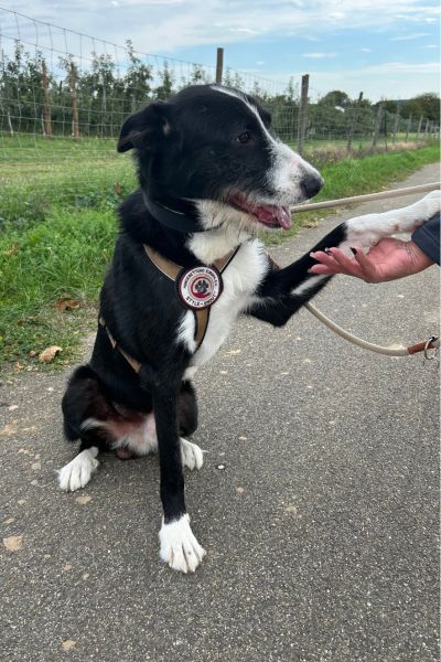 Balou gibt Pfötchen.