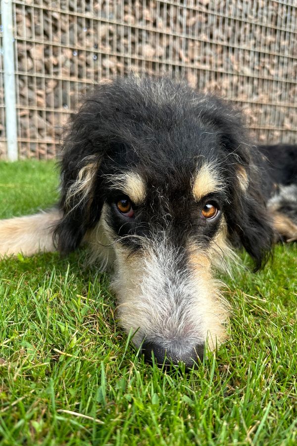 Nacho liegt im Gras und schaut zur Kamera.