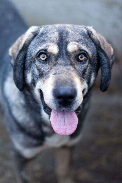 Django schaut in die Kamera.