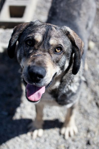 Django steht im Zwinger und schaut nach oben