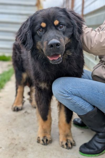 Rüde schaut in die Kamera