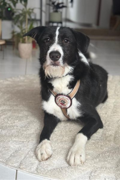 Balou liegt und schaut neugierig in die Kamera.