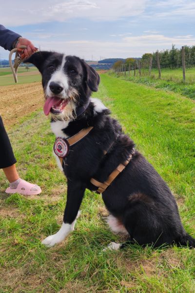 Balou sitzt und schaut aufmerksam in die Kamera.
