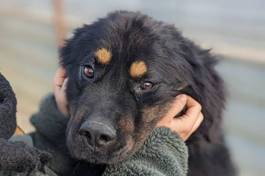 Rüde schaut in die Kamera