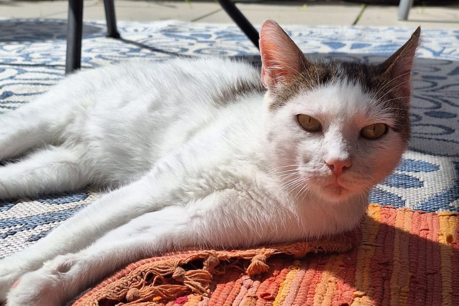 Weiß-grauer Kater liegt entspannt in der Sonne