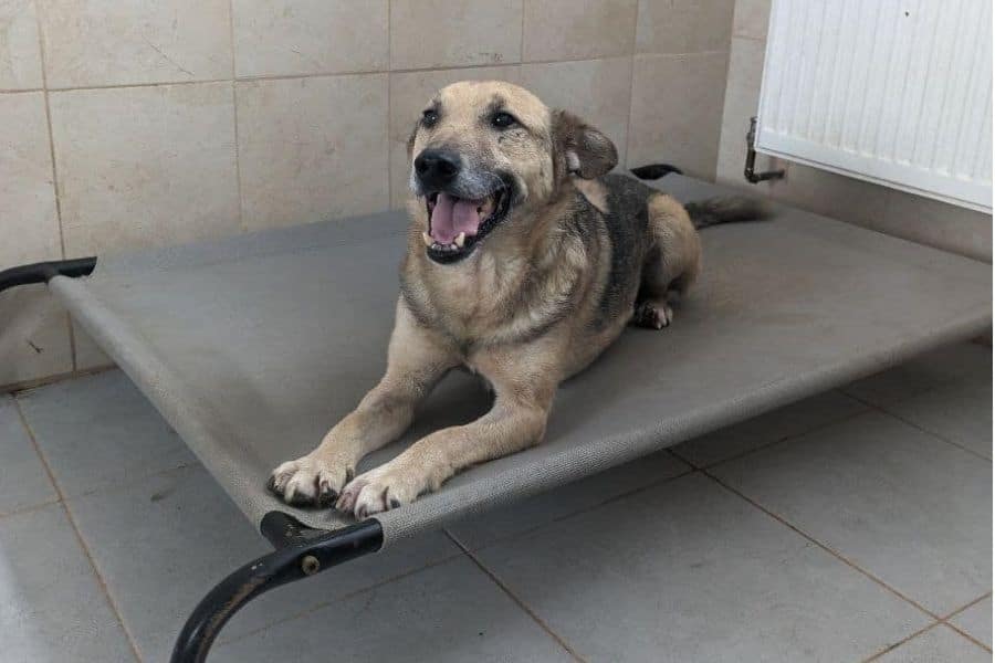 Rüde Peppino liegt auf seinem Hundebett und schaut fröhlich zur Kamera