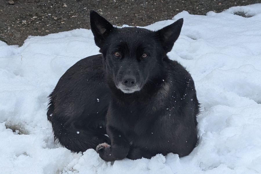 Hund-Rumänien-Tierheim-Winter-Schnee-Hunderettung-Europa