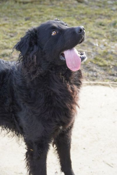 Ein seitliches Bild von Rüde Yoru, der etwas mit seinem Blick fixiert