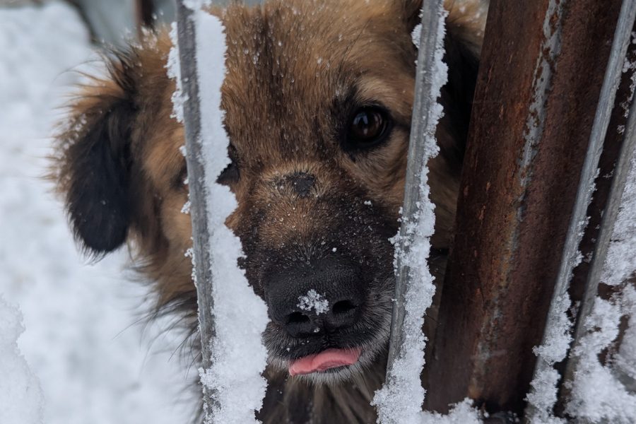 Schnee-Hund-Tierheim-Winter-Hunderettung-Europa
