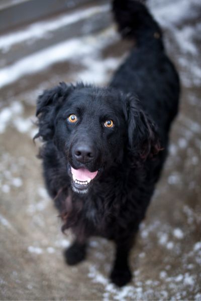 Der schwarze Rüde Yoru mit den hellen Augen schaut erwartungsvoll nach oben in die Kamera