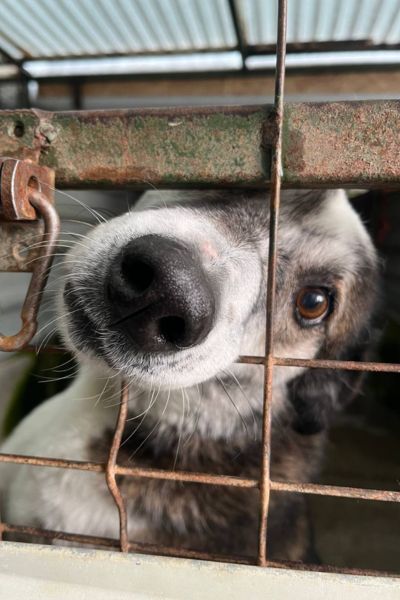 Solea steckt die Schnauze durch eine Öffnung im Zwingerzaun und schaut hoffnungsvoll raus