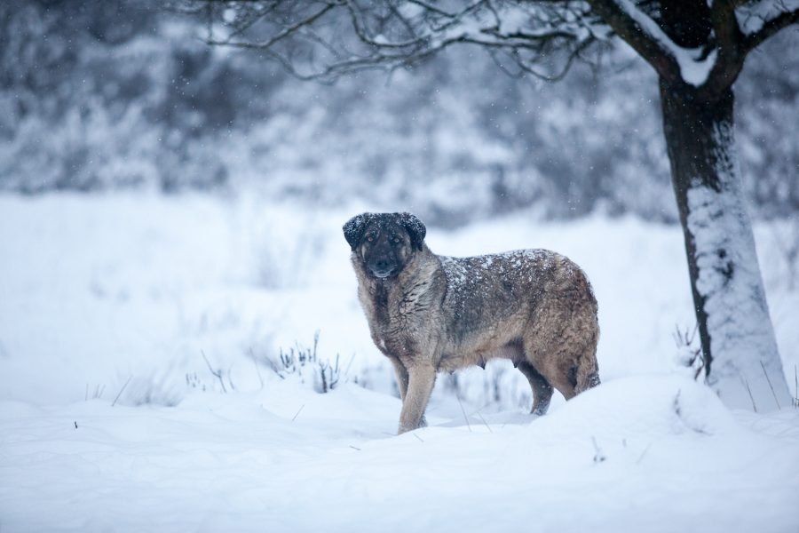 Brauner Hund mit dunklem Gesicht steht im Schnee auf einem Feld oder einer Wiese unter einem Baum