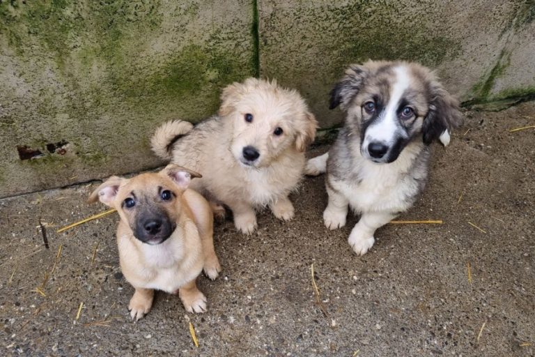 Drei Welpen sitzen im Zwinger und schauen hoch in die Kamera.