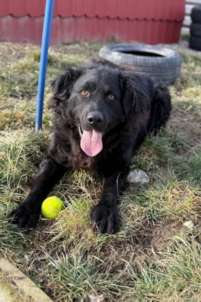 Yoru liegt mit einem Ball zwischen den Beinen auf dem Hundespielplatz