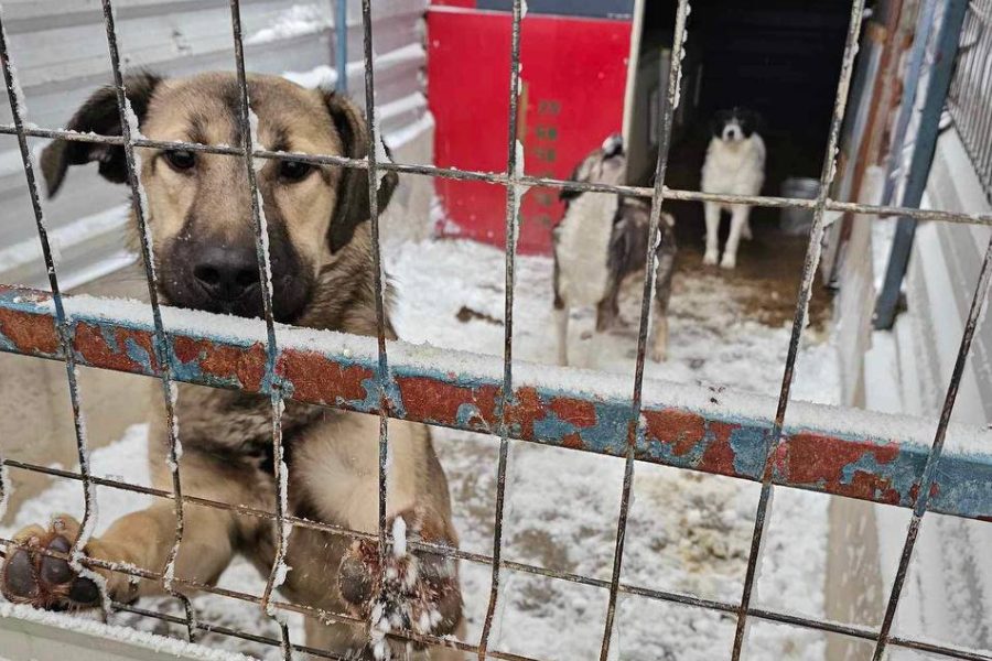 Winter-Zwinger-Tierheim-Hund-Rumänien-Hunderettung-Europa