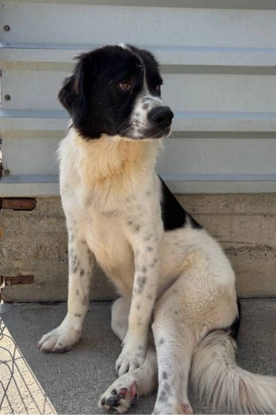 Rüde Edmund sitzt und schaut zur Seite.