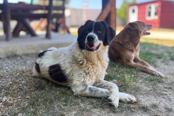 Rüde Edmund liegt auf dem Hundespielplatz.