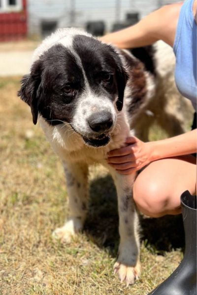 Rüde Edmund kuschelt mit einer Pflegerin.