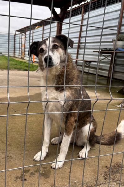 Solea schaut freundlich in die Kamera.