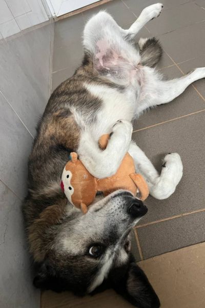 Solea schaut freundlich in die Kamera.