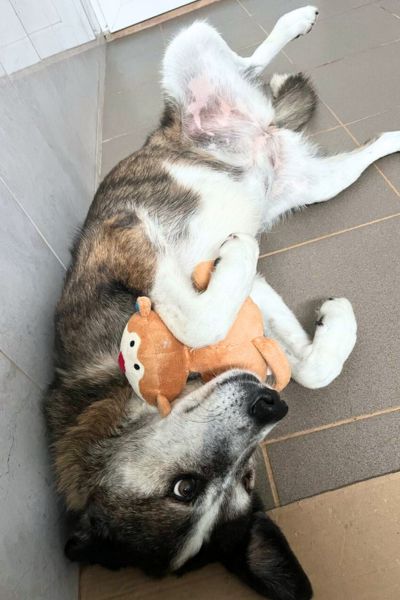 Solea schaut aufmerksam in die Kamera.