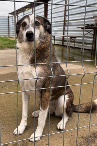 Solea schaut aufmerksam in die Kamera.