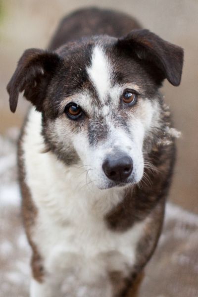 Solea schaut aufmerksam in die Kamera.