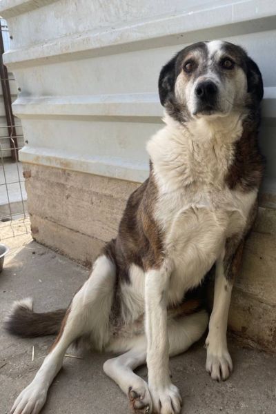 Solea schaut aufmerksam in die Kamera.