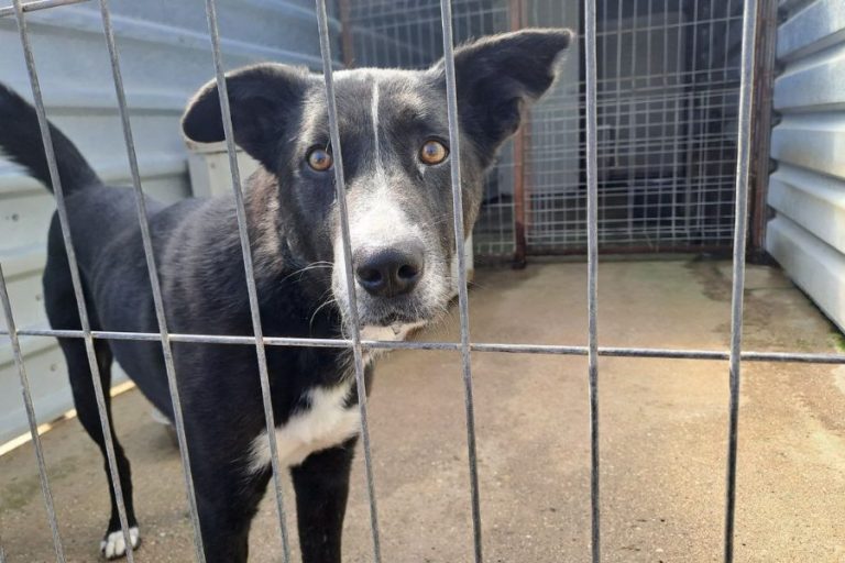 schwarzer Hund mit weißer Schnauze schaut traurig durch das Gitter im Zwinger