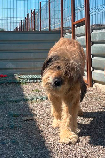 Suri im Shelter schaut schräg in die Kamera