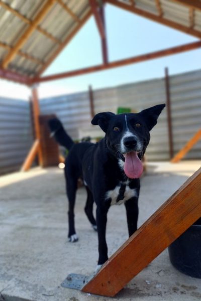 Schwarze Hündin mit weißer Schnauze blickt hechelnd in die Kamera