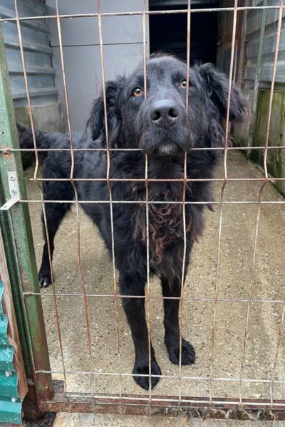 Schwarzer Hund schaut durch Gittern in die Kamera.